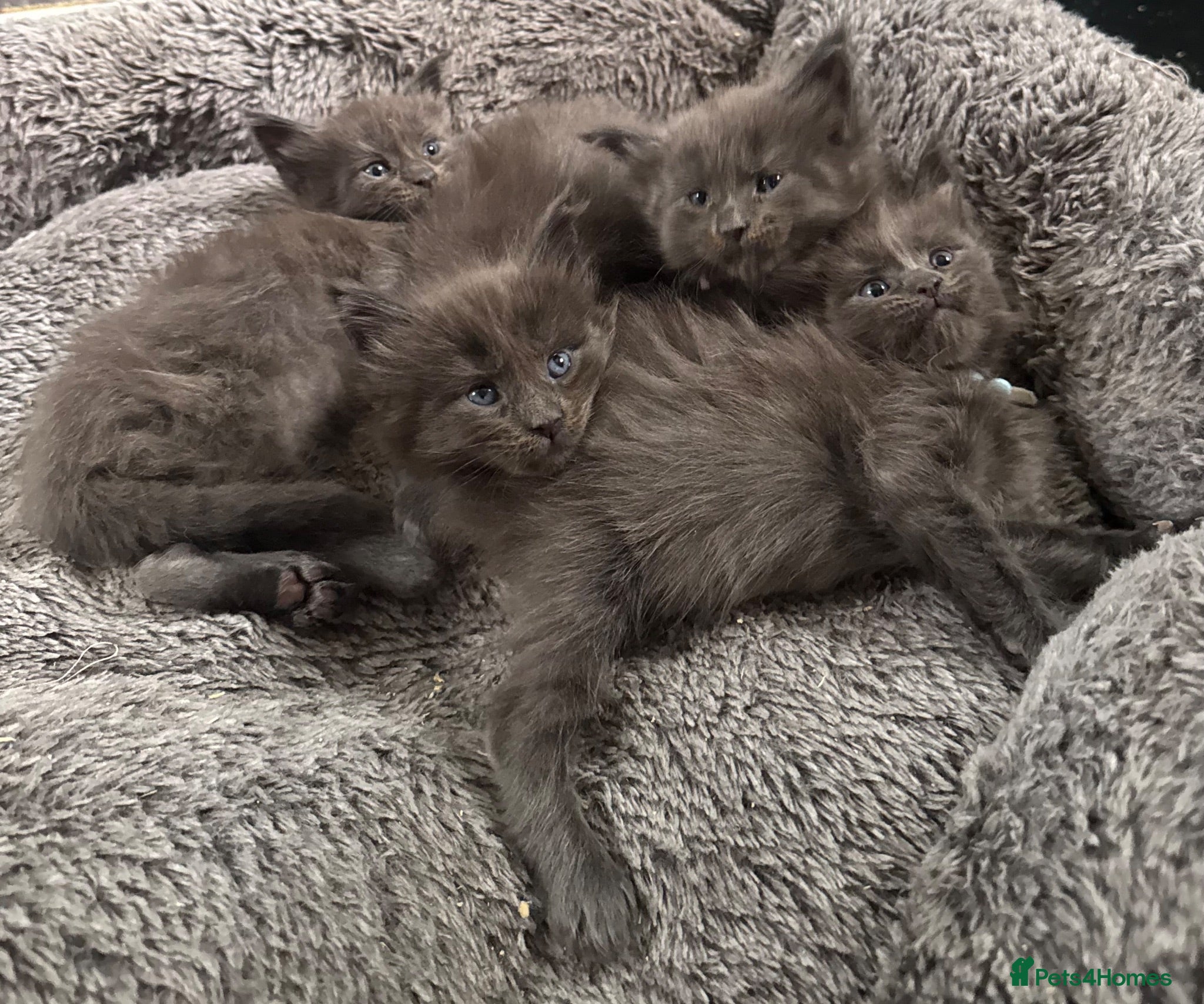 Maine Coon cats Stunning TICA GCCF Russian Blue Maine Coons - Advert 2
