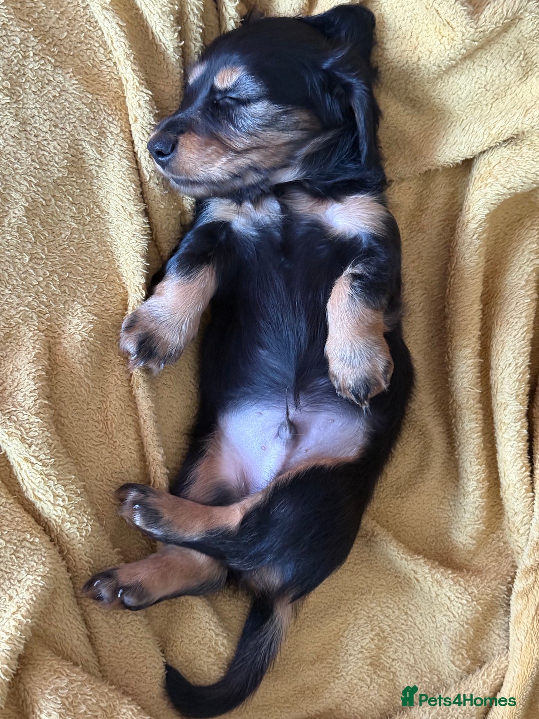 Miniature Dachshund dogs for sale: Family-Raised Miniature Long Haired Doxie Puppies - Advert 11