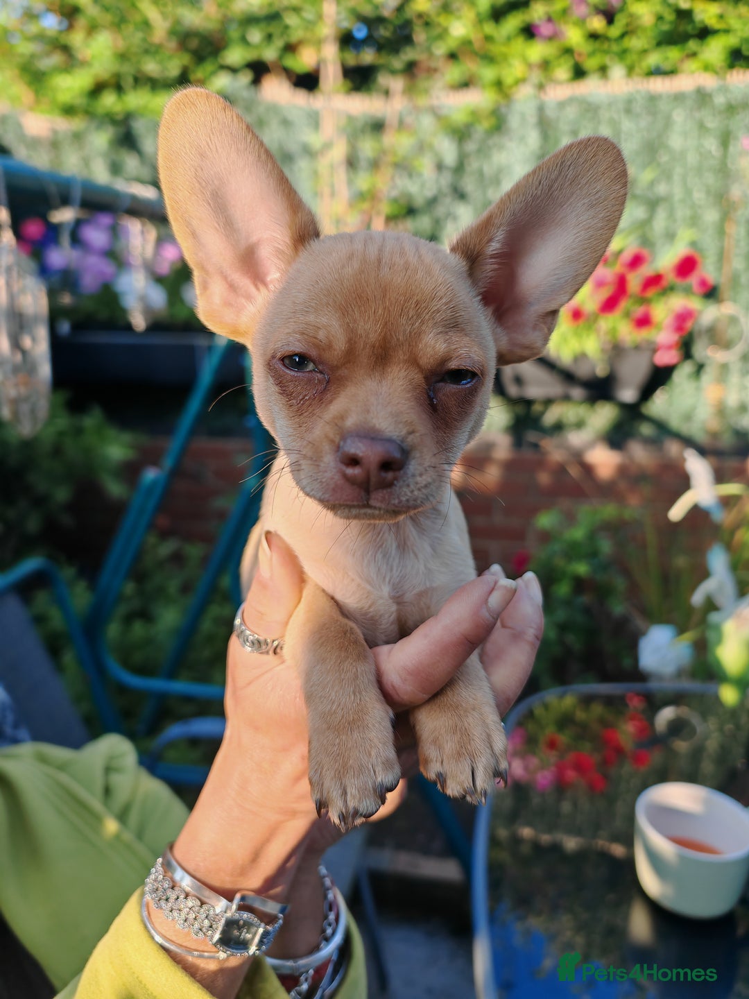Chihuahua dogs for sale: Pure Chihuahuas - Image 9