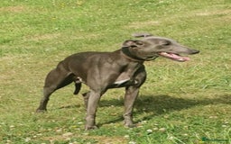 Whippet dogs for stud: KC Proven Whippet For Stud in Billingshurst - Image 2