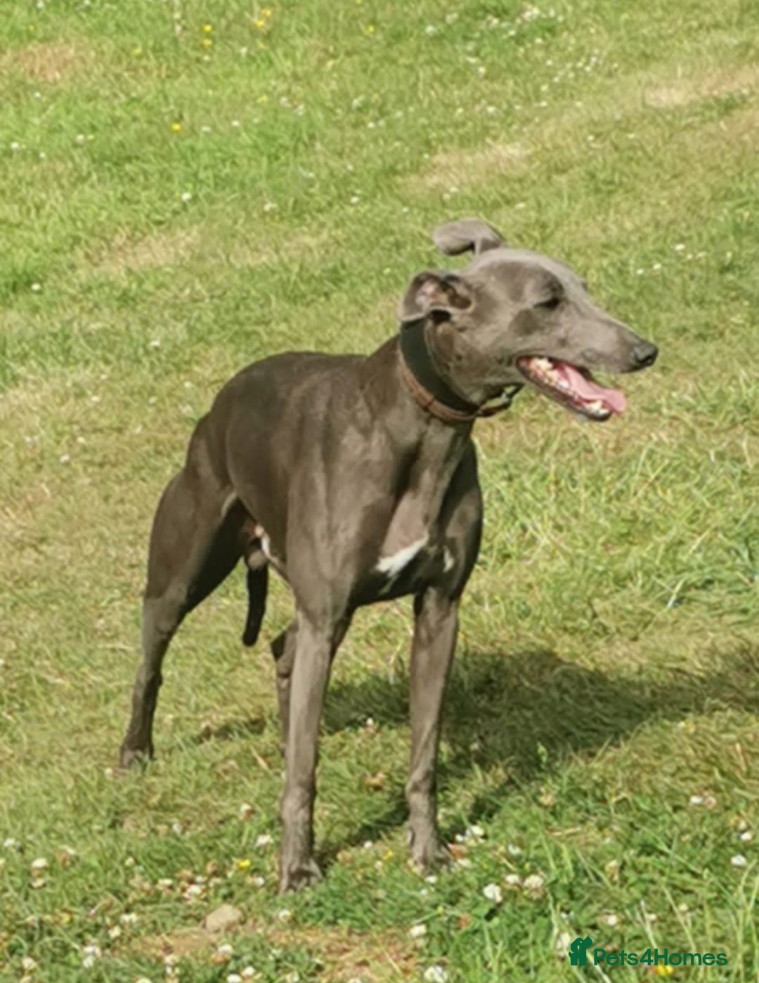 Whippet dogs for stud: KC Proven Whippet For Stud in Billingshurst - Image 2