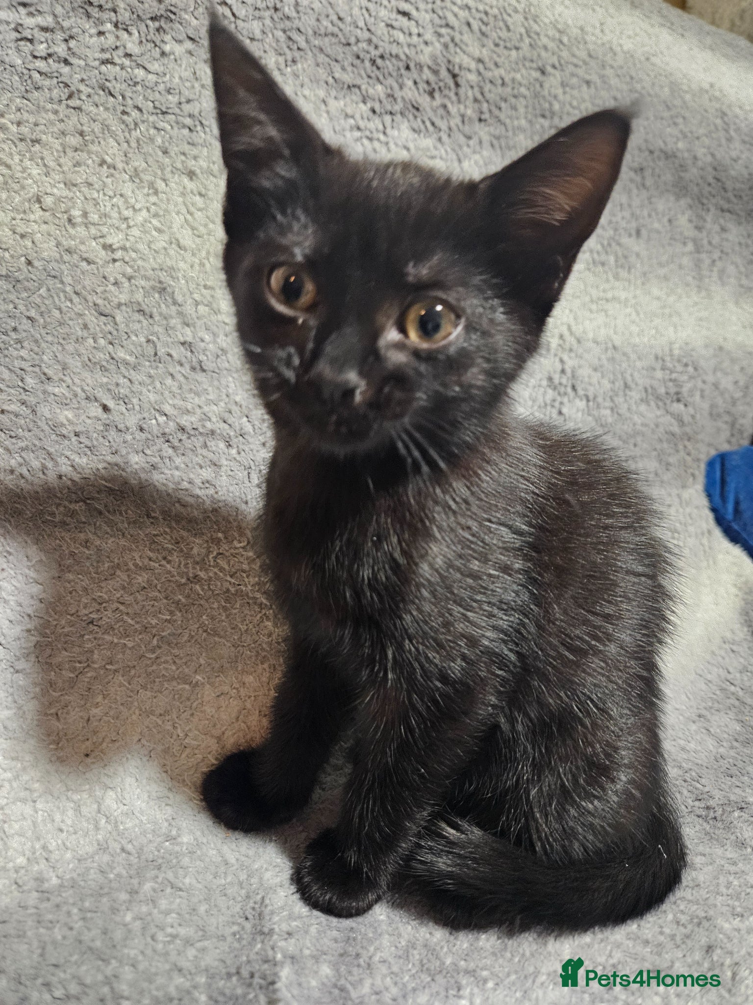 Domestic Shorthair cats Kittens for sale - Advert 10