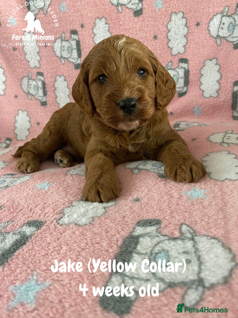 Cockapoo dogs - Advert 10