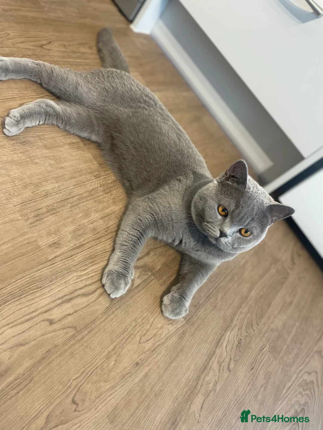 British Shorthair cats for stud: Pedigree British Shorthair Stud  - Advert 3