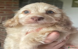 Doxiepoo dogs for sale: Adorable Doxiepoo puppies  - Image 9
