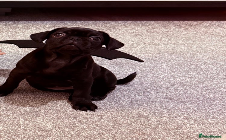 Frug dogs - Advert 7