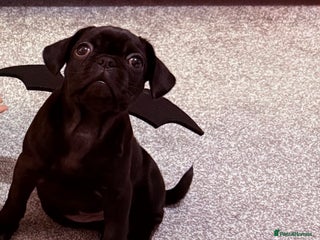 Frug dogs - Advert 2