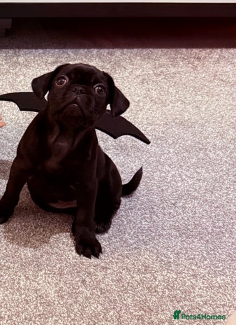 Frug dogs - Advert 7