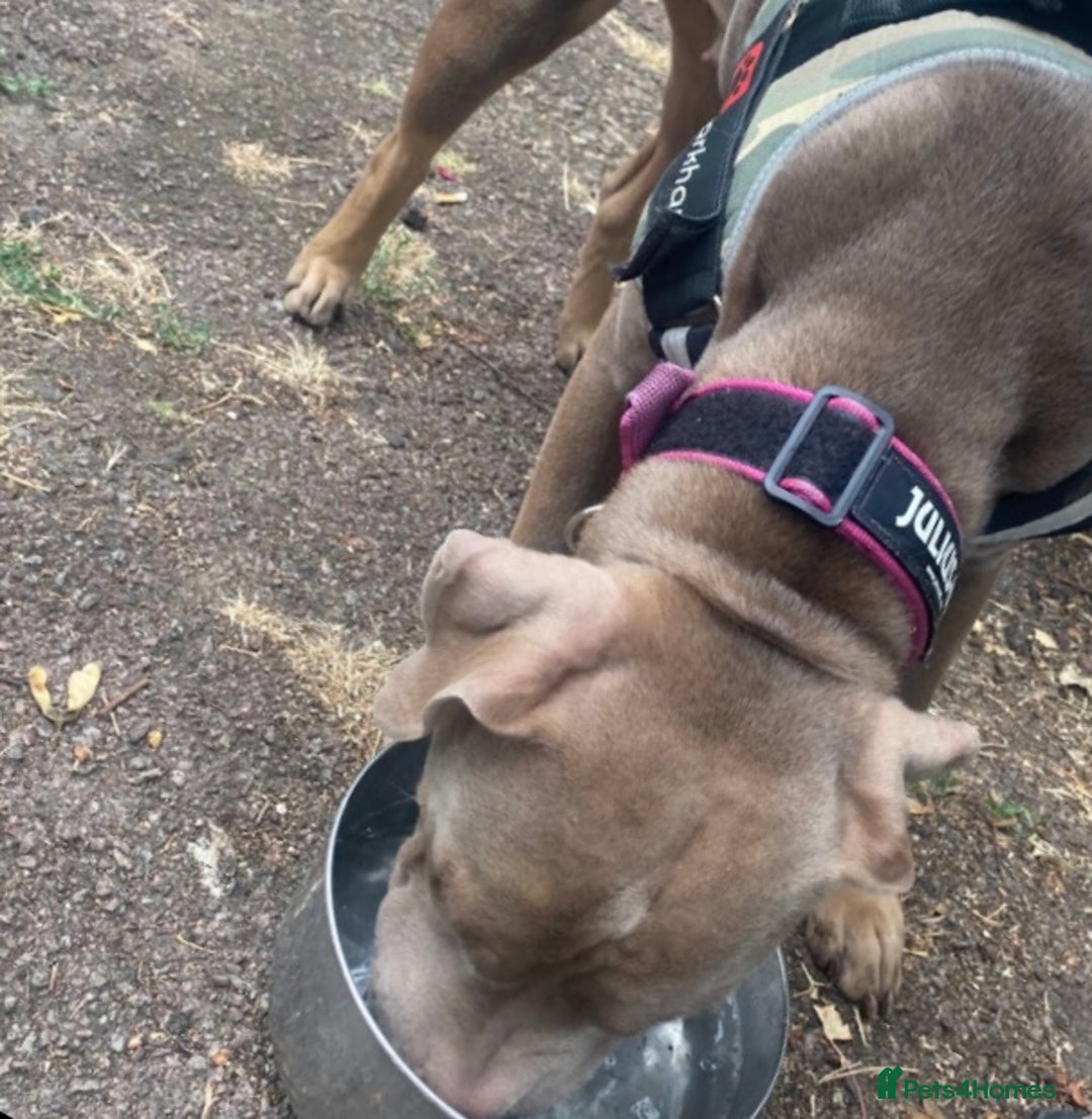 Mixed Breed dogs for sale: Emergency rehoming Roxy - Advert 3