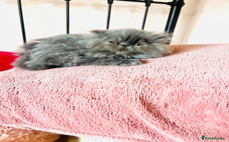 Persian cats - Advert 4
