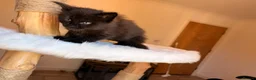 Maine Coon cats for sale: Now 2 TICA Registered Mainecoon kittens  - Advert 13