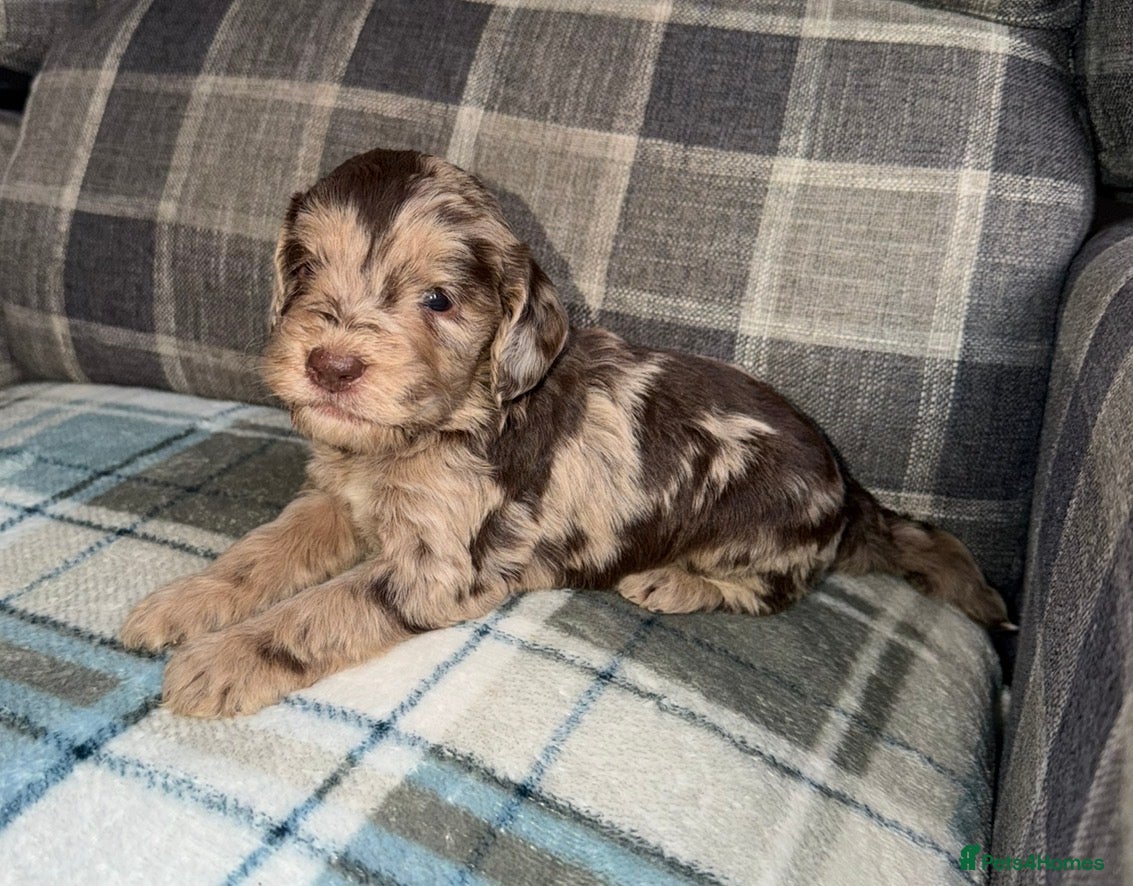 Cockapoo dogs 🤎🐶🐾 Beautiful F1 cockapoo puppies🐾🐶🤎 - Advert 1