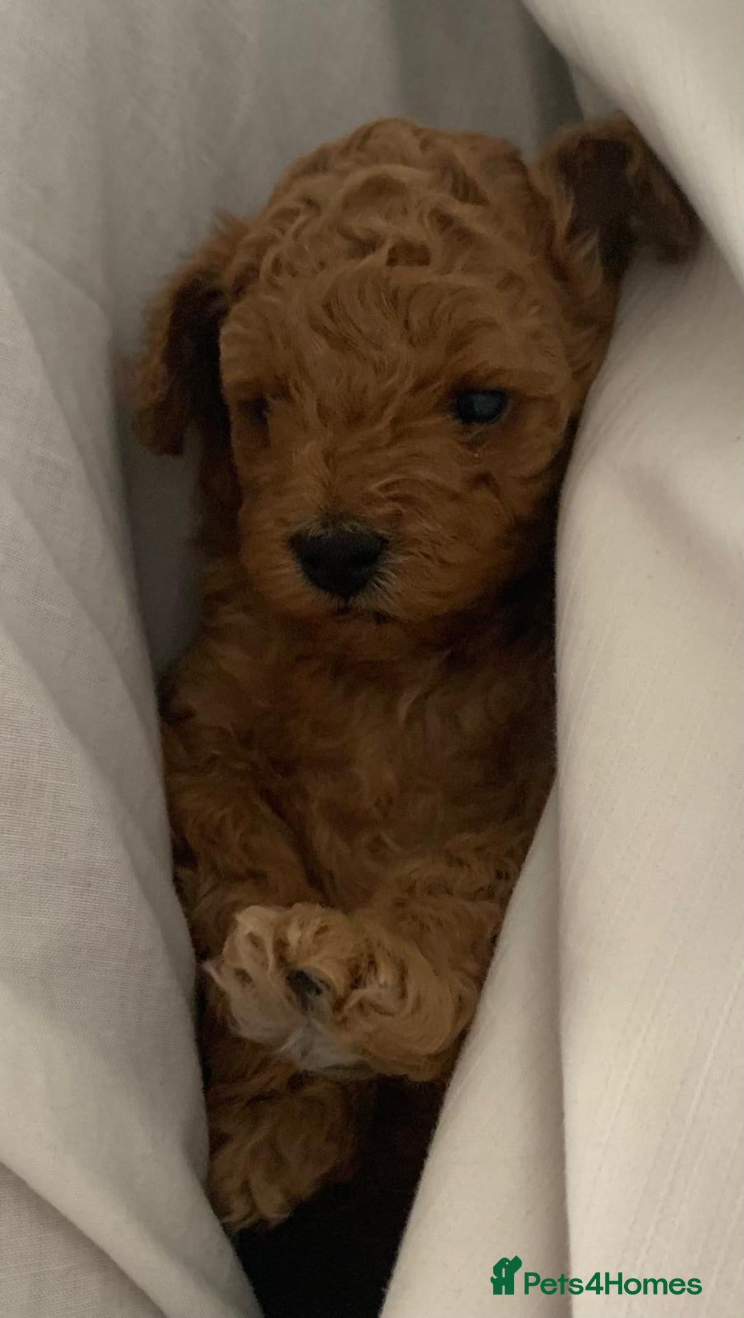 Toy Poodle dogs for sale: Toy poodle puppies/ red - Image 2