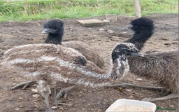 Emus poultry for sale: 3 Young Emus for Sale - Image 1