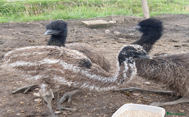 Emus poultry - Advert 5