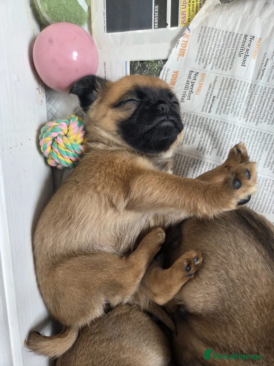 Mixed Breed dogs for sale: Puffin Puppies - Advert 2