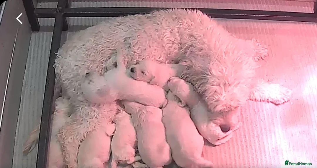 Cockapoo dogs for sale: DNA TESTED f1B cockapoo puppy’s - Advert 10