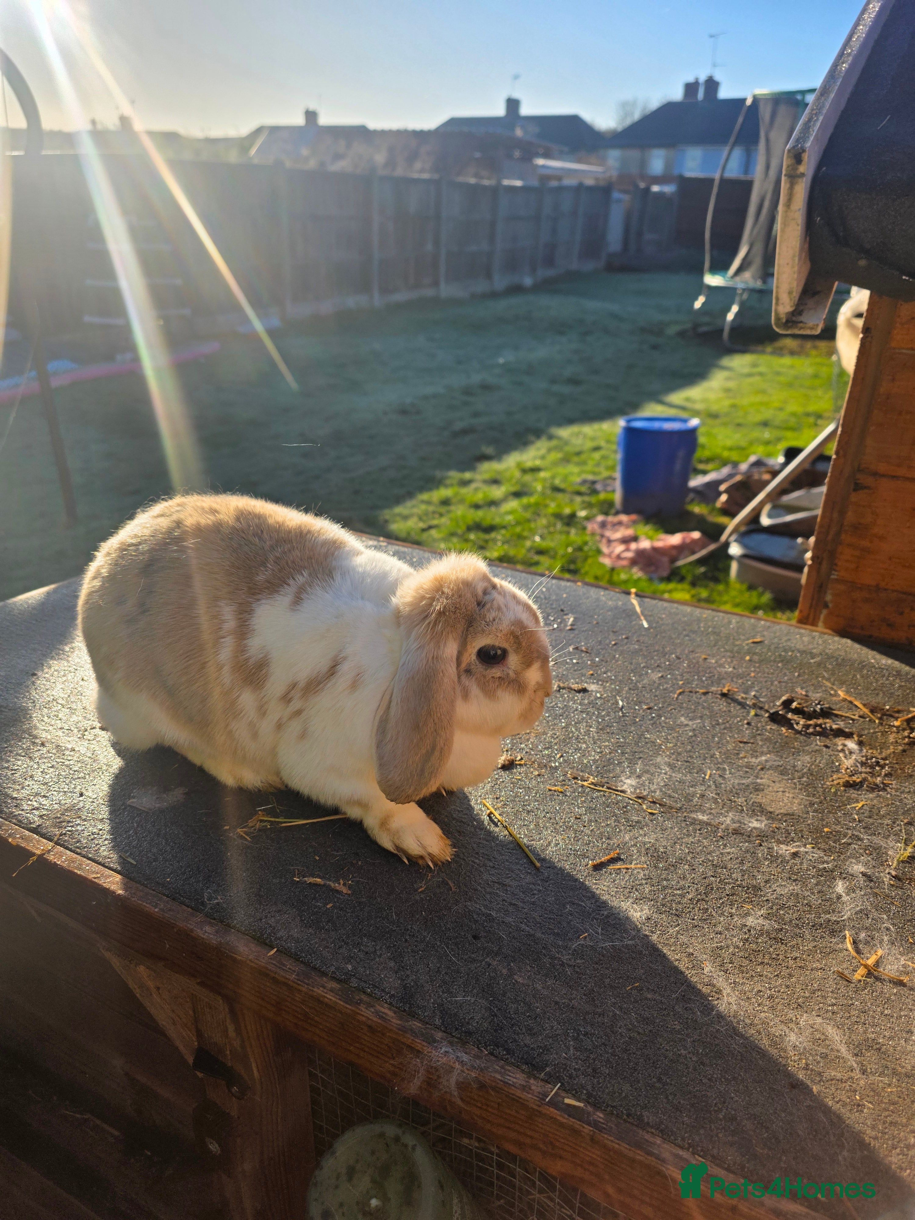 Mini Lop rabbits Mini lop  - Advert 7