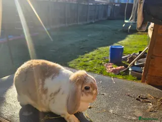 Mini Lop rabbits Mini lop - Advert 7