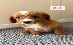 Cockapoo dogs for sale: 6 stunning cockapoo puppies  - Image 11