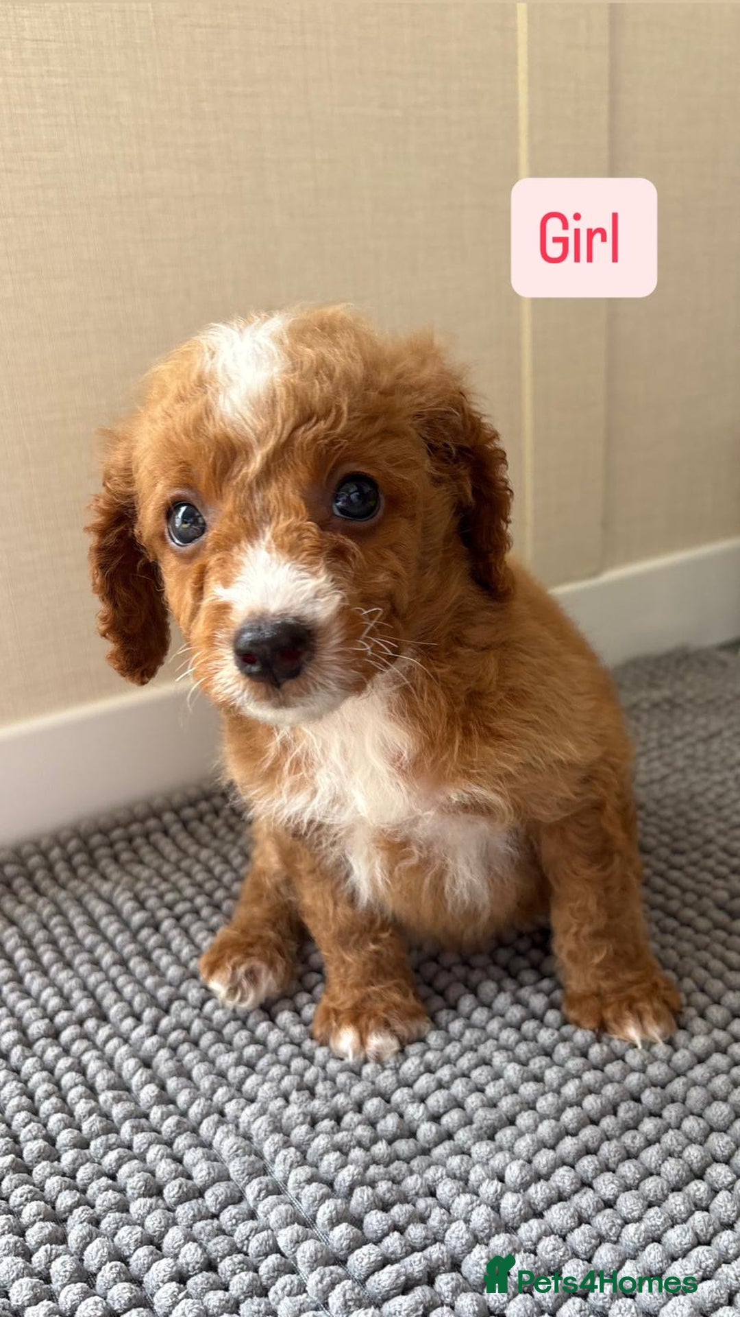 Cockapoo dogs for sale: 6 stunning cockapoo puppies  - Image 11