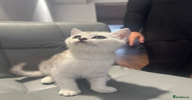 Scottish Fold cats - Advert 11