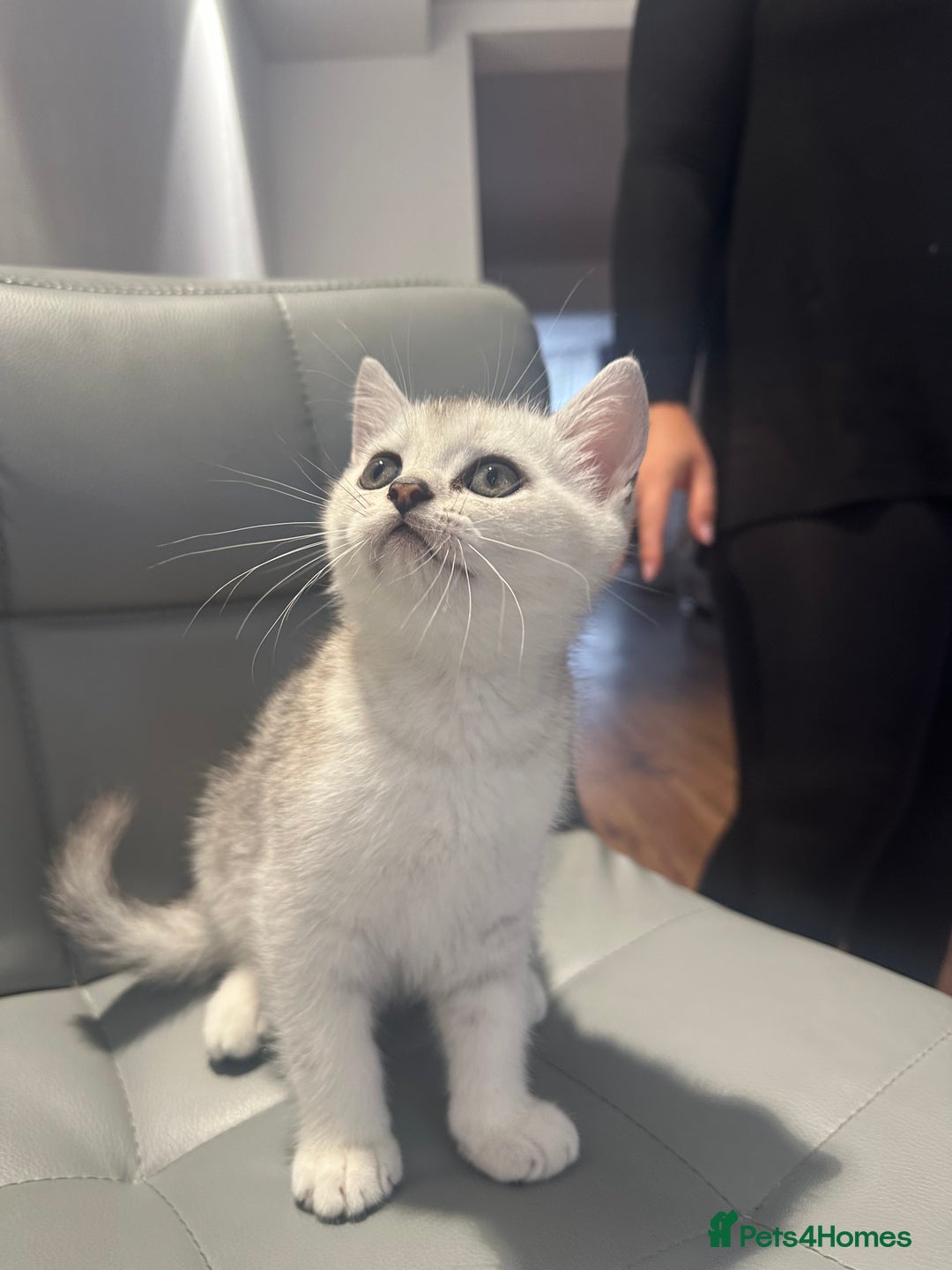 Scottish Fold cats for sale: Scottish fold / Chichilla kittens - Image 3