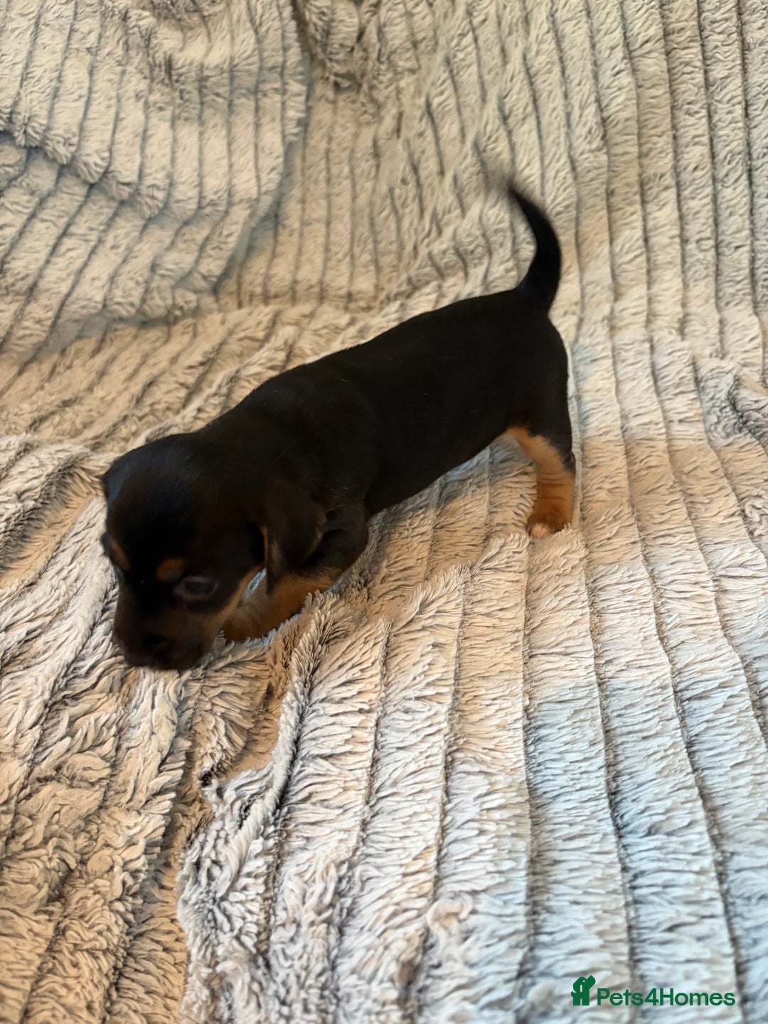 Jack Russell dogs for sale: Jack Russell puppies for sale - Advert 18