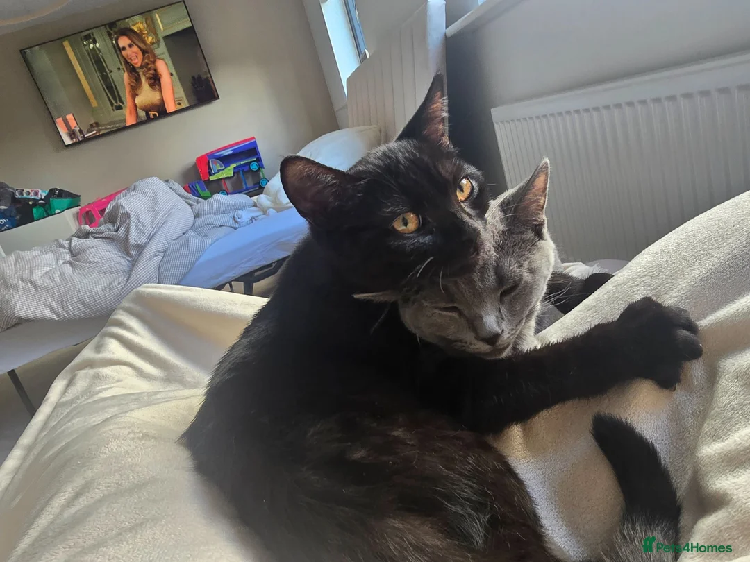 Mixed Breed cats for sale: 2xHalf British shorthair kittens REHOME TOGETHER - Advert 1