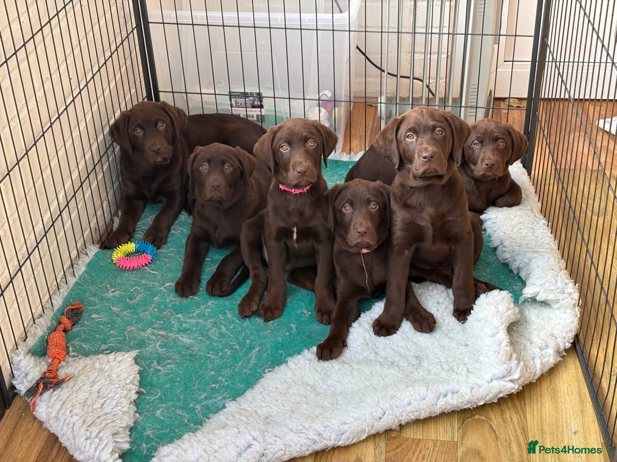 Labrador Retriever dogs Beautiful Chocolate Labrador Puppies - 09/03/2026 - Advert 1