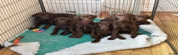Labrador Retriever dogs for sale: Beautiful Chocolate Labrador Puppies - 09/03/2026 - Advert 1