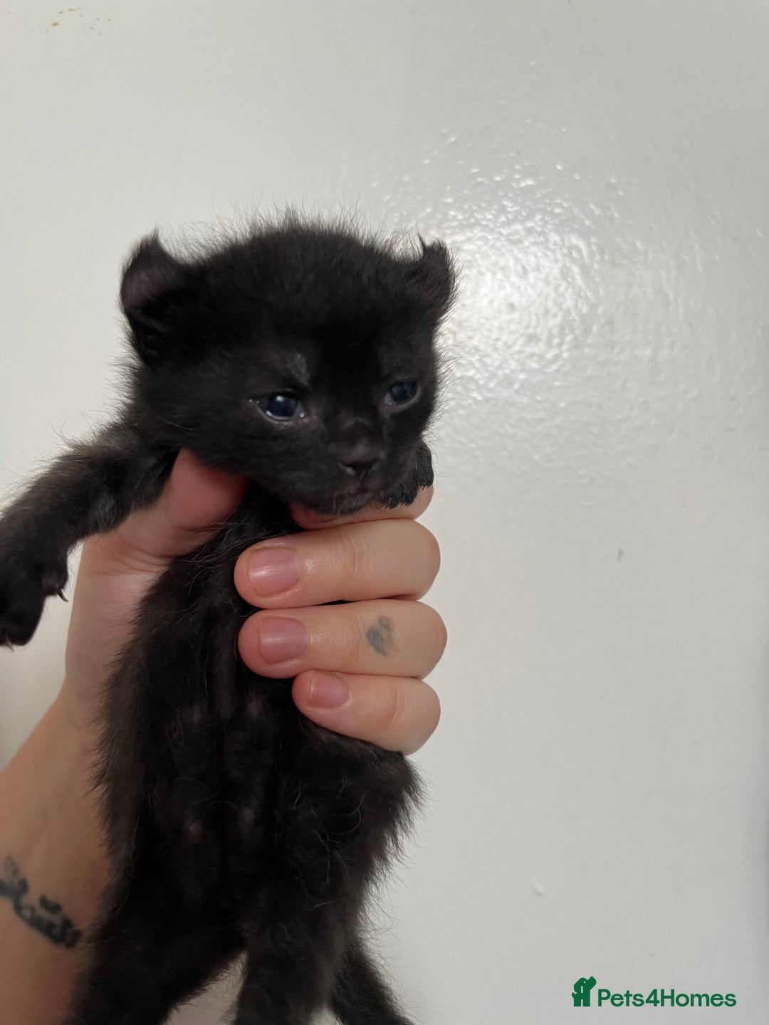 Sphynx cats for sale: Sphynx elf X kittens 🧝‍♀️🧝‍♂️ - Advert 7