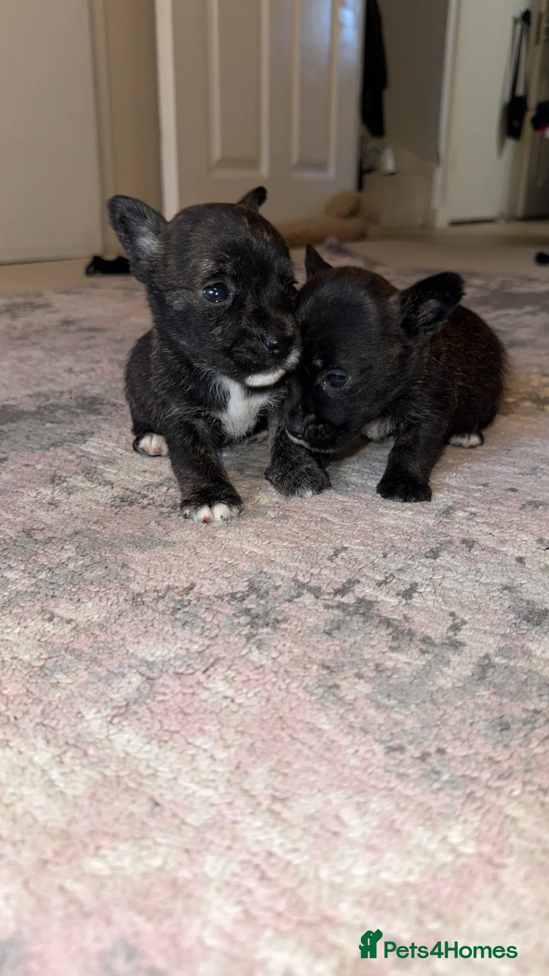 Mixed Breed dogs for sale: West highland cross Scottish terriers 2 left!  - Advert 9