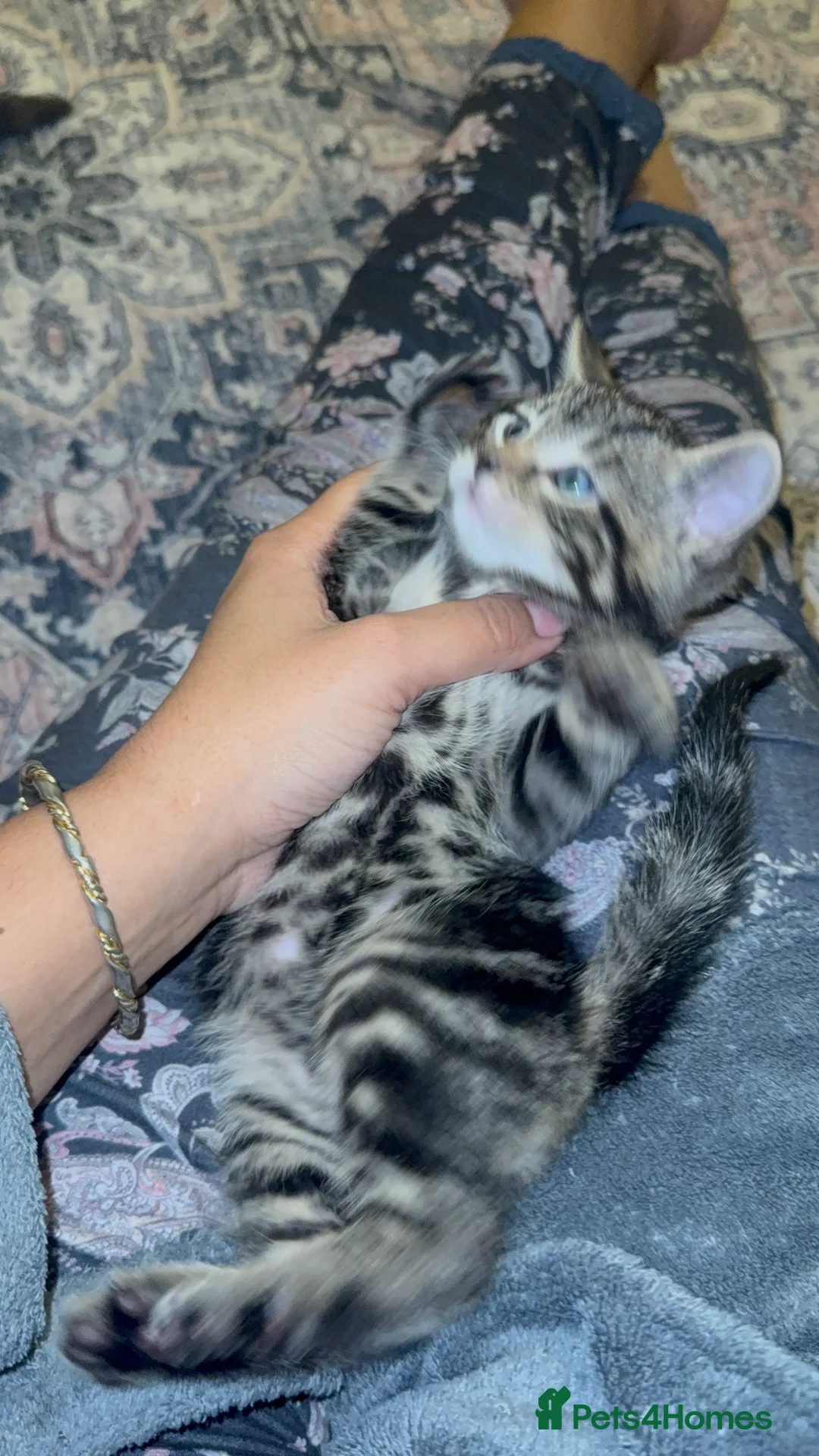 Mixed Breed cats for sale: Half bengal half tabby - Advert 2