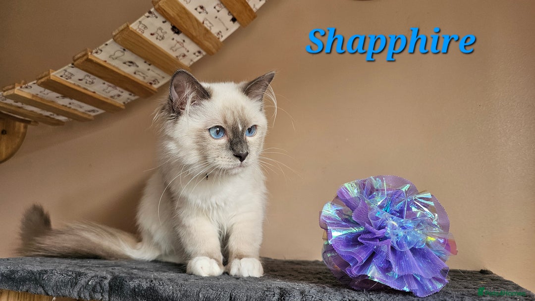 Ragdoll cats for sale: Only 2 girls left,Champion blood, TICA kittens in Nelson - Image 10