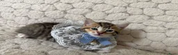 Mixed Breed cats for sale: 6 Adorable Kittens Ready for Their Forever Homes  - Advert 16