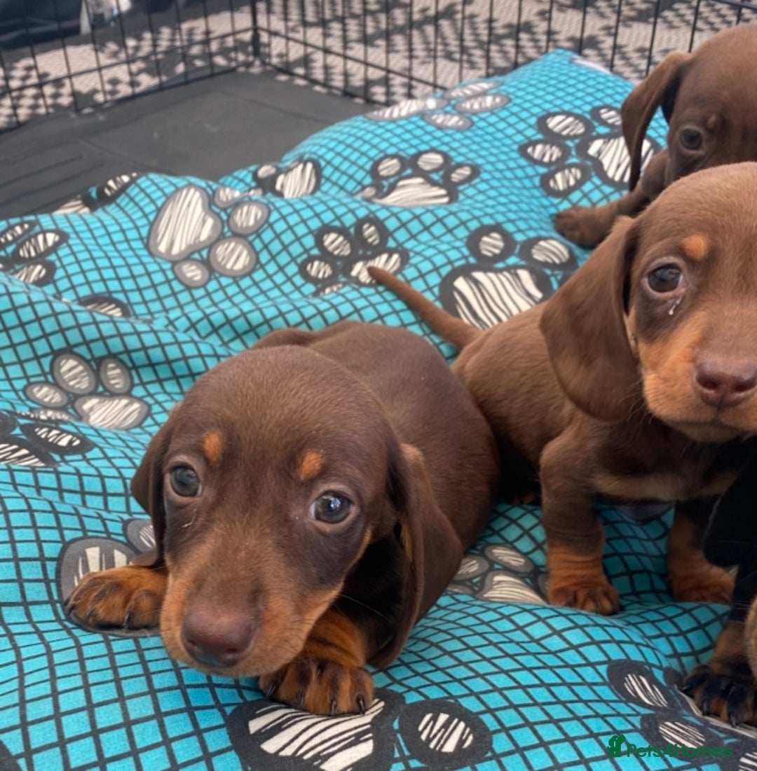 Dachshund dogs for sale: Dachshund puppies  - Image 5