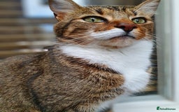 Mixed Breed cats for sale: LEO 7 YEAR OLD MALE - Image 2