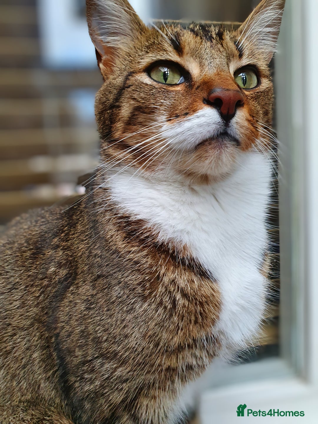 Mixed Breed cats for sale: LEO 7 YEAR OLD MALE - Image 2