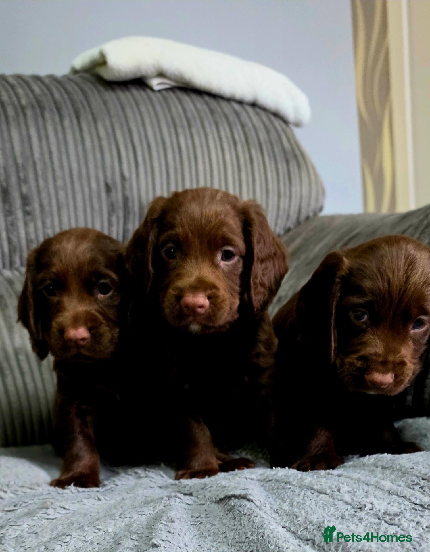 Cocker Spaniel dogs 8 october ready for their homes KC Reg 3 boys avai - Advert 1