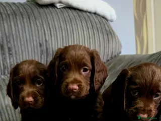 Cocker Spaniel dogs 8 october ready for their homes KC Reg 3 boys avai - Advert 1