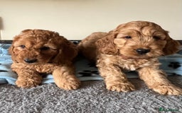 Cockapoo dogs for sale: Cockapoo puppies  - Image 18