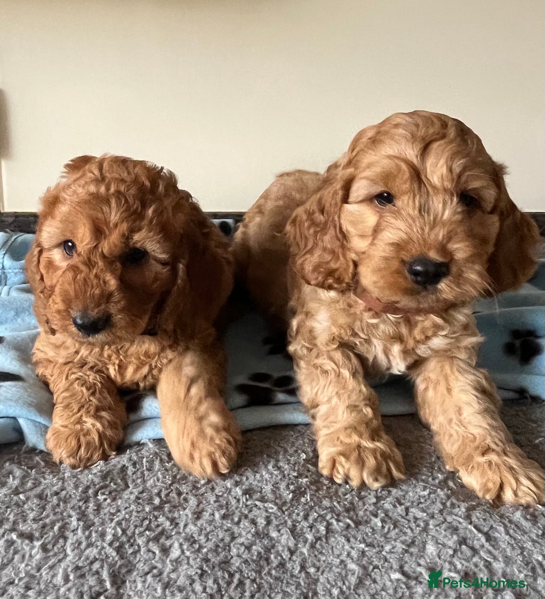 Cockapoo dogs for sale: Cockapoo puppies  - Image 18