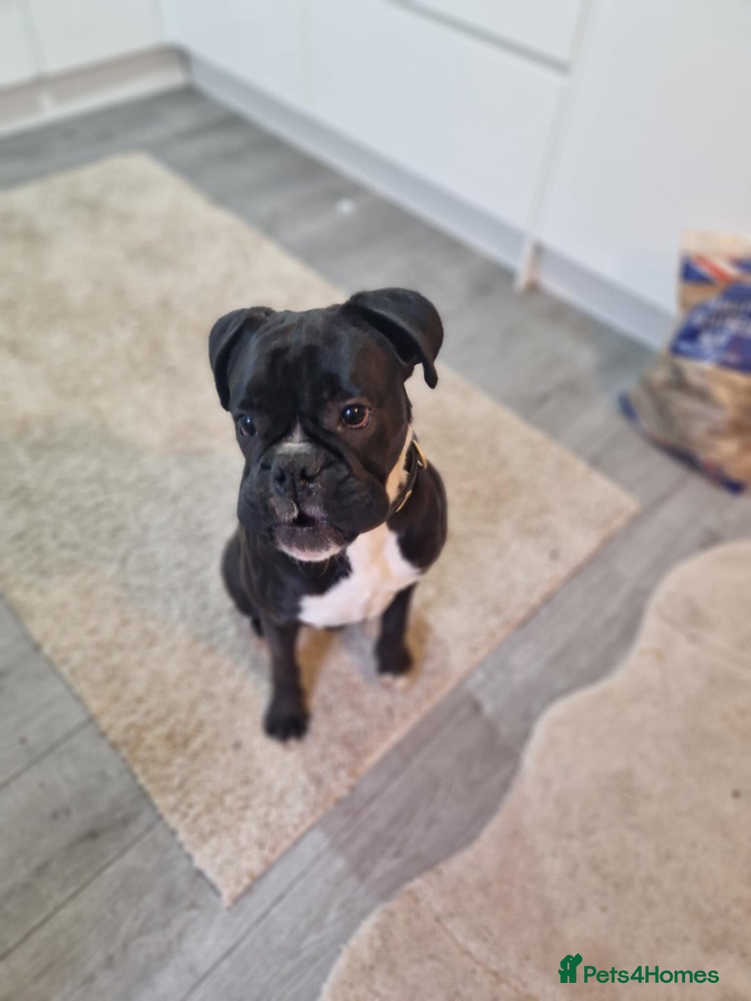 Boxer dogs for sale: sealed boxer girl - Advert 4