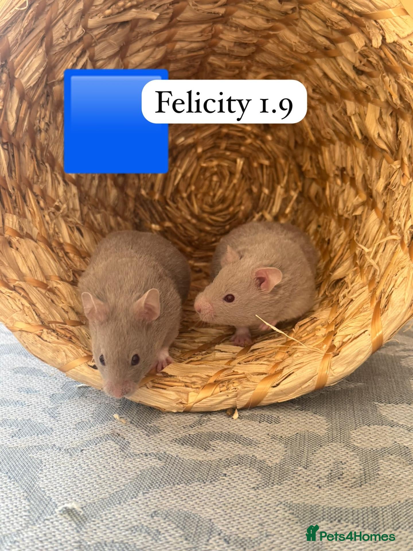 Hamster rodents for sale: Beautiful baby Syrian Hamsters Sheffield - Advert 16