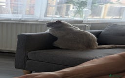 British Shorthair cats for sale: Active GCCF Champion titled female  - Image 8