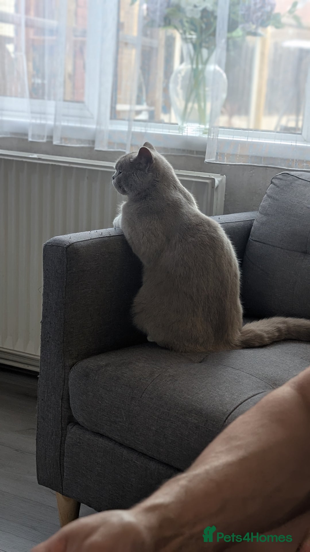 British Shorthair cats for sale: Active GCCF Champion titled female  - Image 8