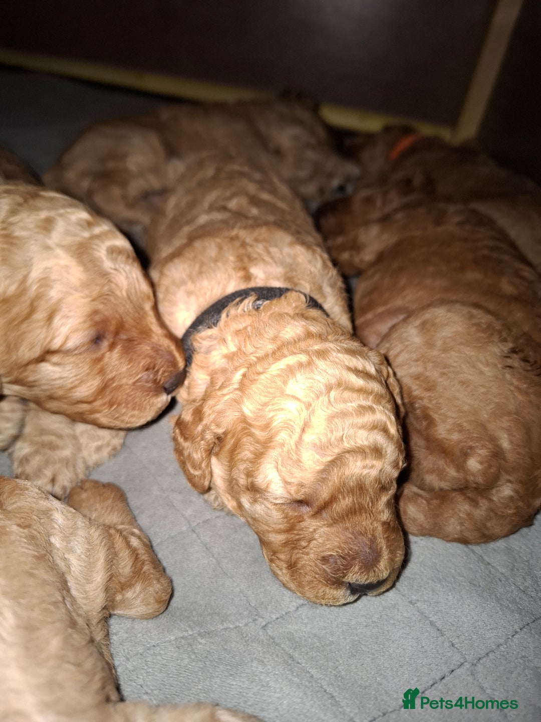 Cavapoo dogs for sale: Amazing Cavapoo's 🐶❤️ - Image 16
