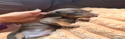 Miniature Dachshund dogs for sale: Miniature Dachshund Puppies - Advert 8