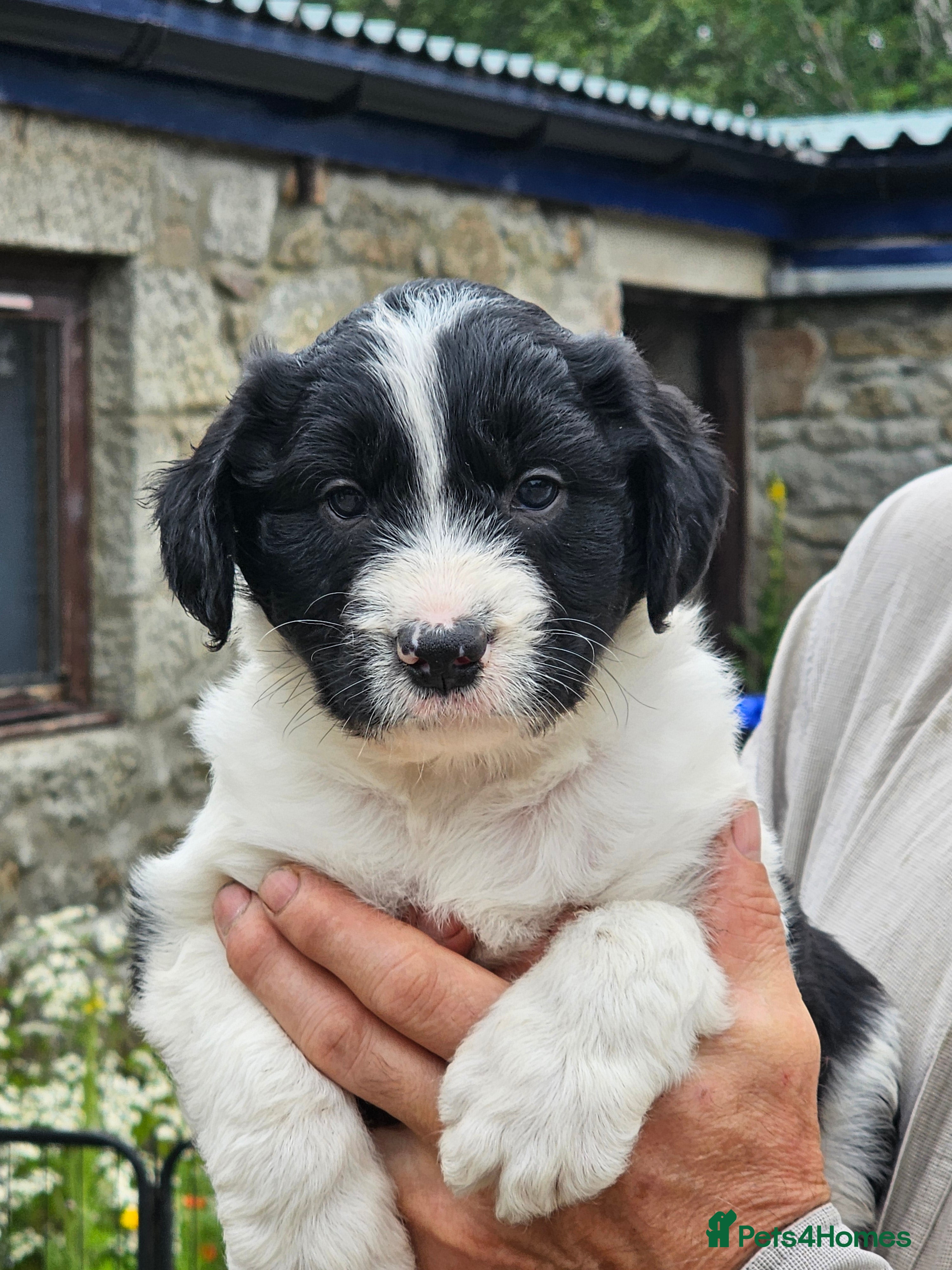 Mixed Breed dogs Handsome Black/white and brown/white boy puppies - Advert 2